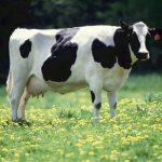 Dairy cow.