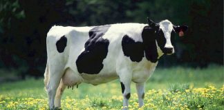 Dairy cow.