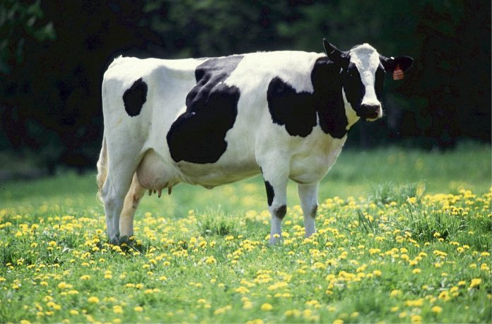 Dairy cow.