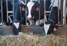 How to monitor your dairy herd cows