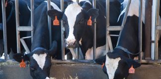 How to monitor your dairy herd cows