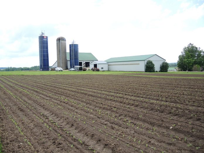 cultivate-1751356_1280