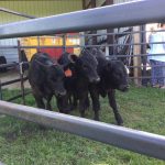 dugeon farm_calves