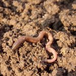 Earthworms: Blessing or curse?