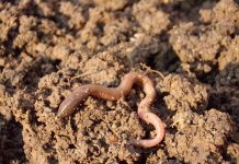 Earthworms: Blessing or curse?