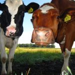 How to identify common breeds of dairy cattle