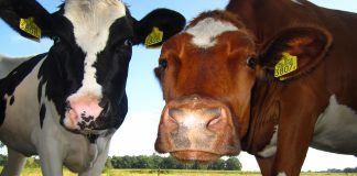 How to identify common breeds of dairy cattle
