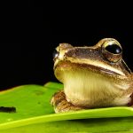 Free frog gigging workshop June 16