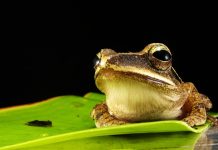Free frog gigging workshop June 16
