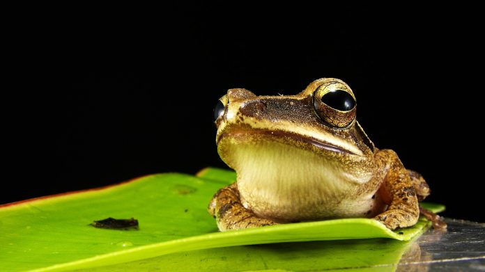 frog-173622_1280