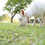 Goats don’t make good gardeners