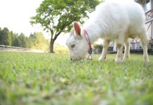 Goats don’t make good gardeners