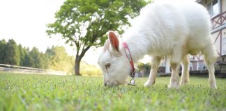 Goats don’t make good gardeners