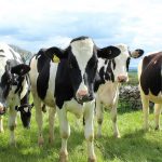 How to start your own dairy farm holstein cattle