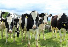 Pa. Holstein Convention honors members holstein cattle