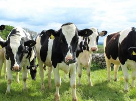 How to start your own dairy farm holstein cattle
