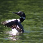 Annual outing to Lake Temagami