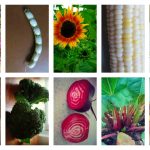 All in the plant family: vegetable classification and cultivation