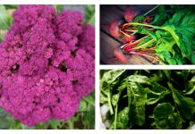 It’s not too late to plant a vegetable garden