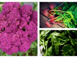 It’s not too late to plant a vegetable garden