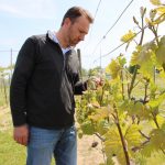 troutmans checking grapes 1