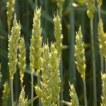 Volatile market likely to stay unpredictable wheat