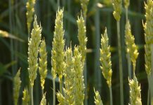 Volatile market likely to stay unpredictable wheat