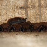 Project hopes to build habitat for bats in Ohio