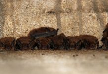 Project hopes to build habitat for bats in Ohio