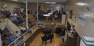 United Producers hold annual fat cattle show