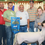 Grand champion lamb