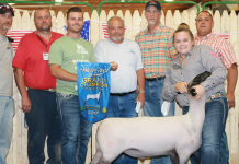 Lamb sets record at Harrison County Fair sale Grand champion lamb