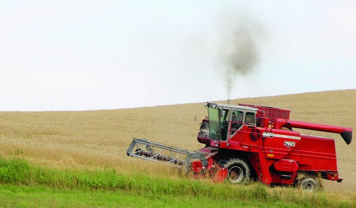 Massey combine wheat wheat harvest