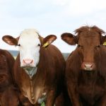 5 tips to ensure livestock health before the fair