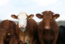 5 tips to ensure livestock health before the fair