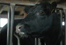 Too many cooks, not enough cooking up new trade policies