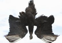 Black vulture attacks on the rise Black vulture effigy