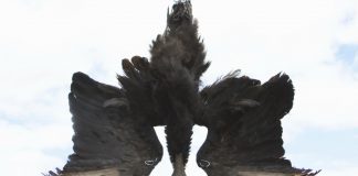 Managing black vultures presents new challenges for Ohio farmers Black vulture effigy