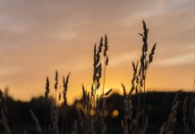 In honor of Drew Palmer