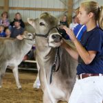 brown swiss header