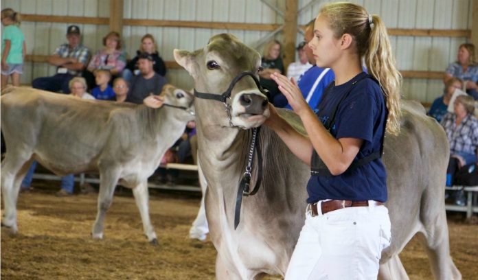 brown swiss header Brown Swiss convention