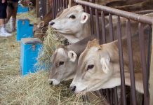 Cutting Edge T Delilah makes Expo history RNR Swiss Brown Swiss heifers