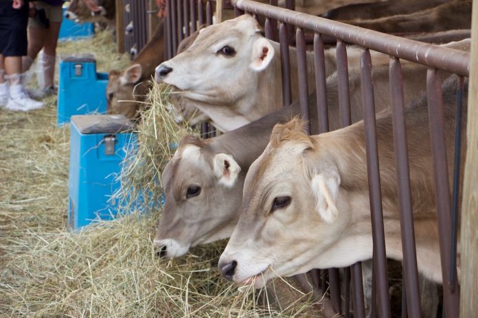 RNR Swiss Brown Swiss heifers RNR Swiss Brown Swiss heifers