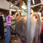 brown swiss show prep