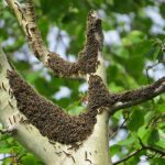 Has anyone seen any tent caterpillars?