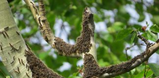 Has anyone seen any tent caterpillars?