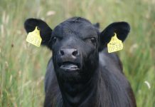 Eyes could be source of CJD diagnosis cow