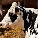 7 tips for healthy fair animals