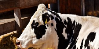 7 tips for healthy fair animals
