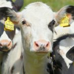 Design the cattle herd you want cow